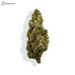 Flores CBD - ORANGE BUD